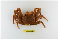 藏品(近親盾牌蟹)的圖片